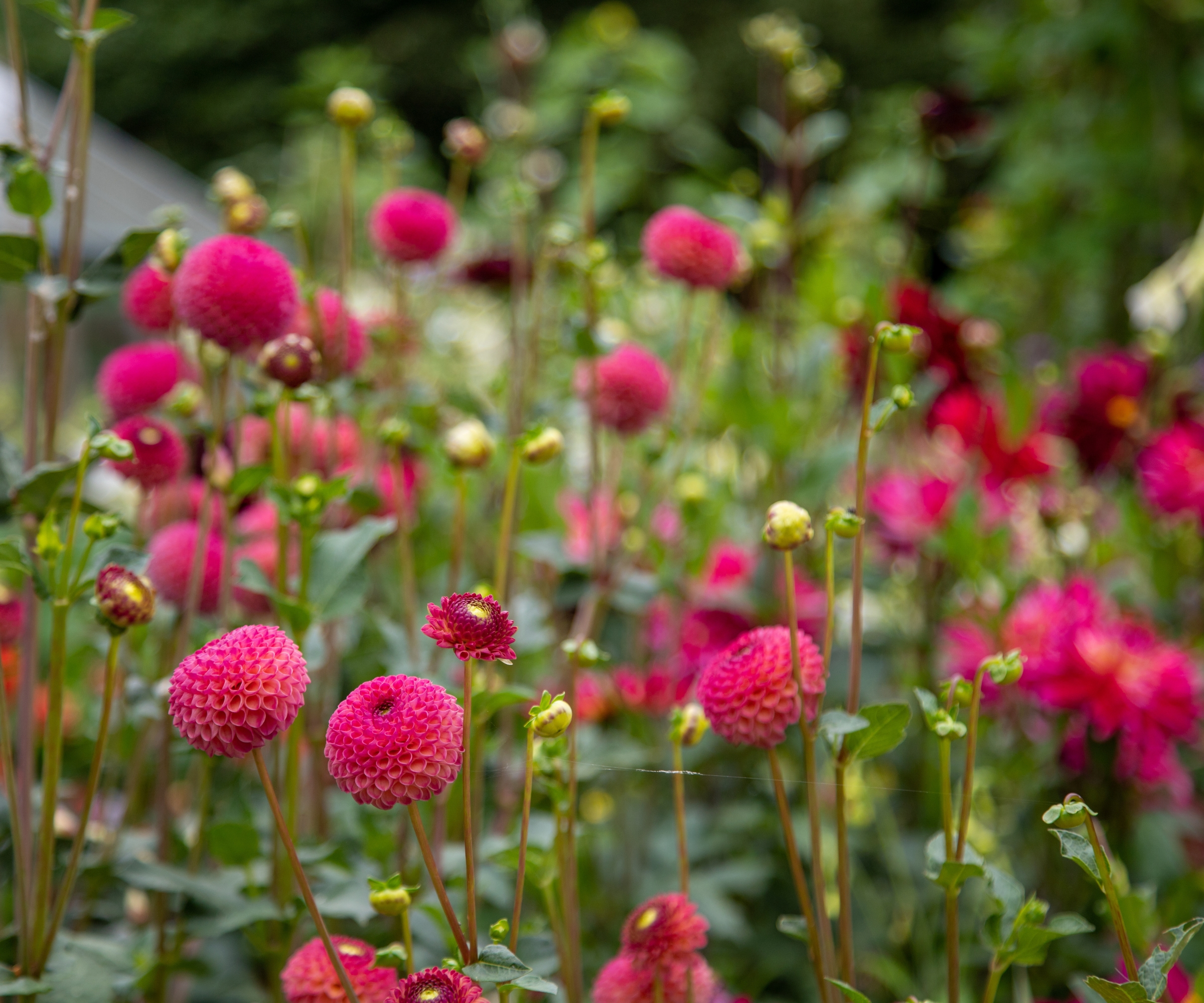 Dahlias roses poussant dans un jardin