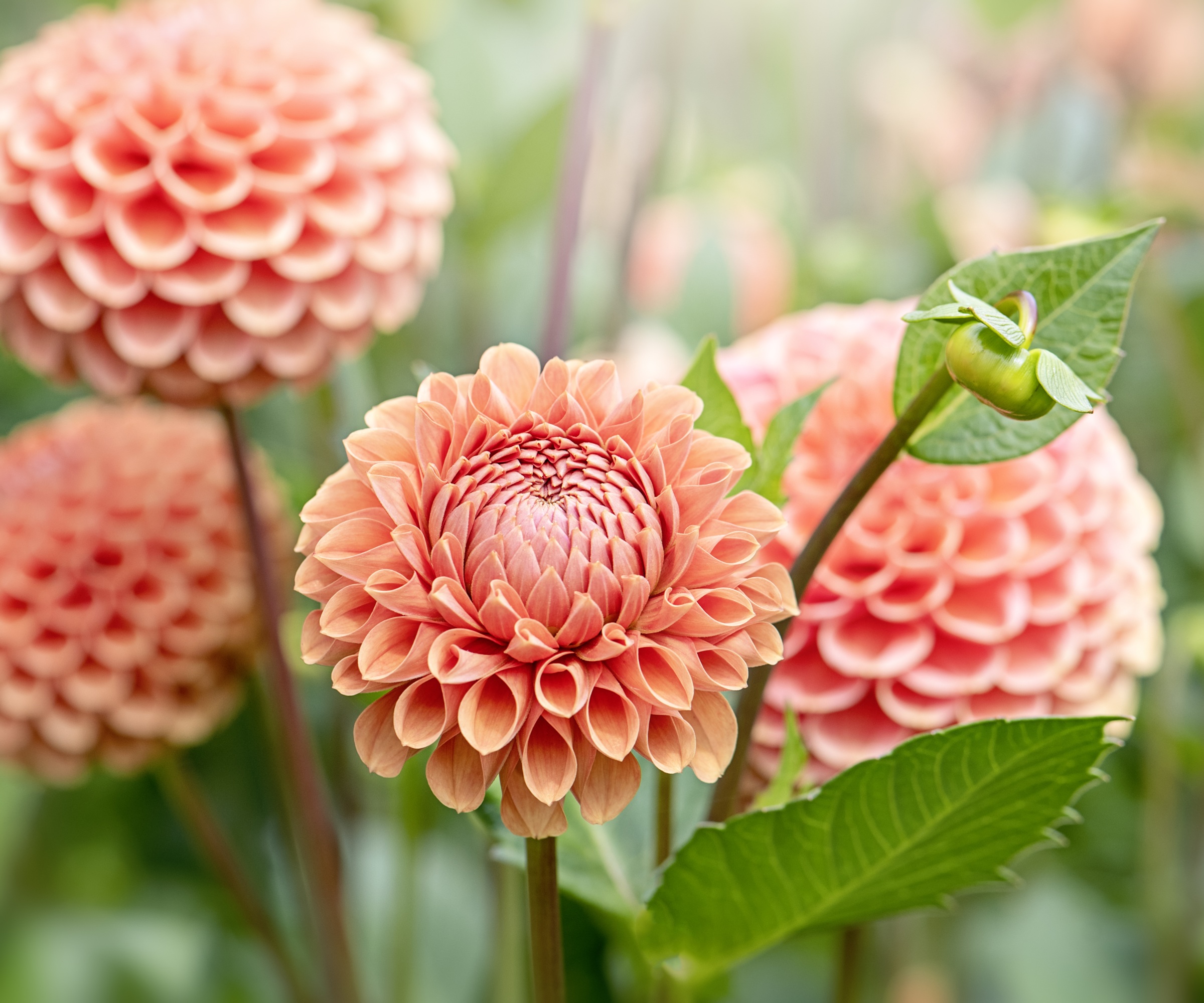 Dahlia d'été orange