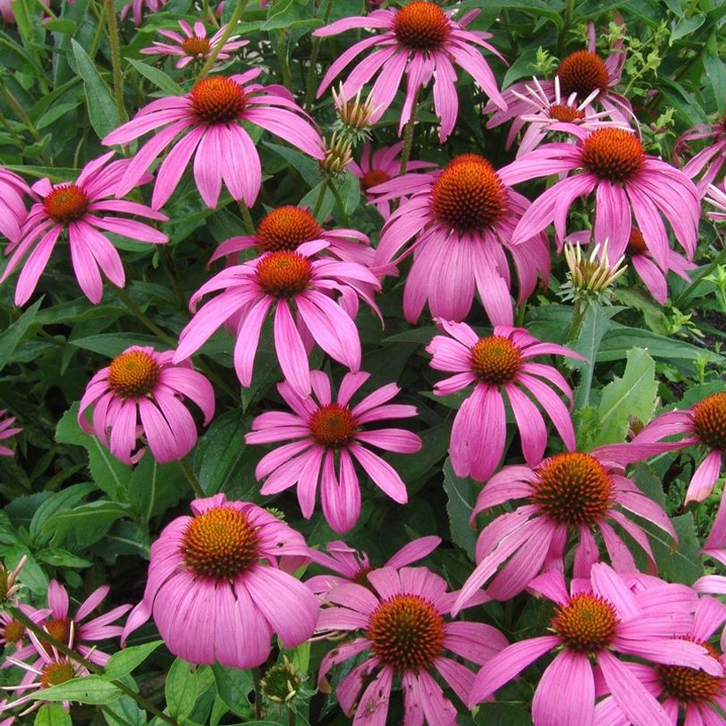 Échinacée violette indigène