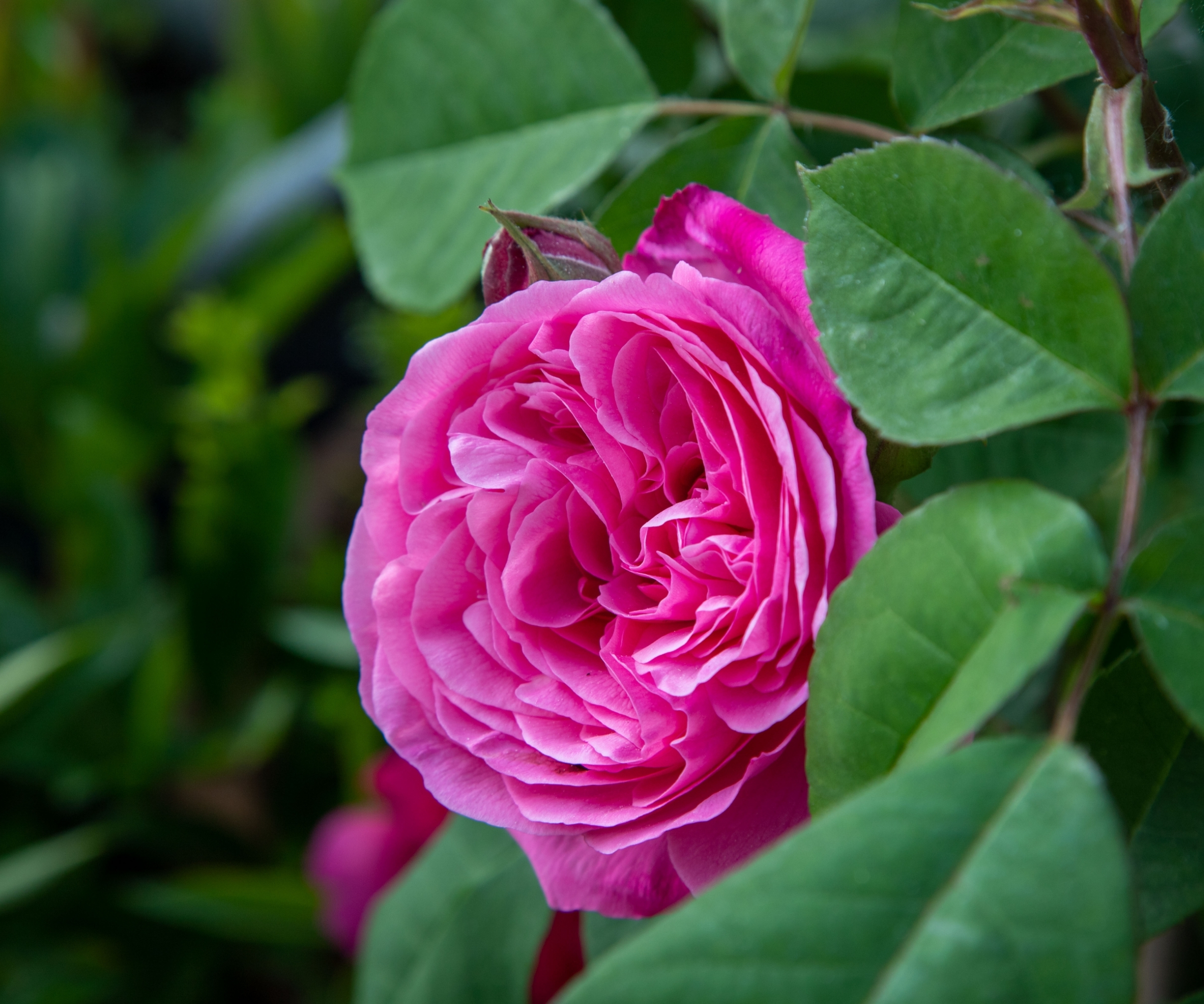 Une seule rose Gertrude Jekyll rose en fleur contre un feuillage vert