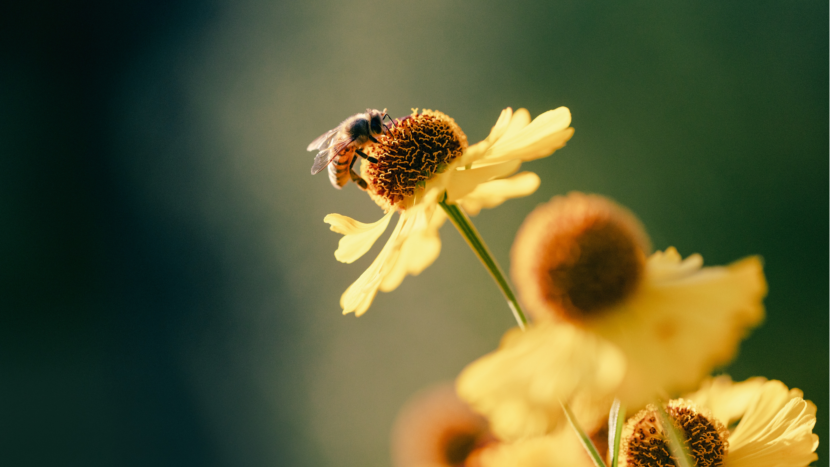 Abeille sur fleurs jaunes