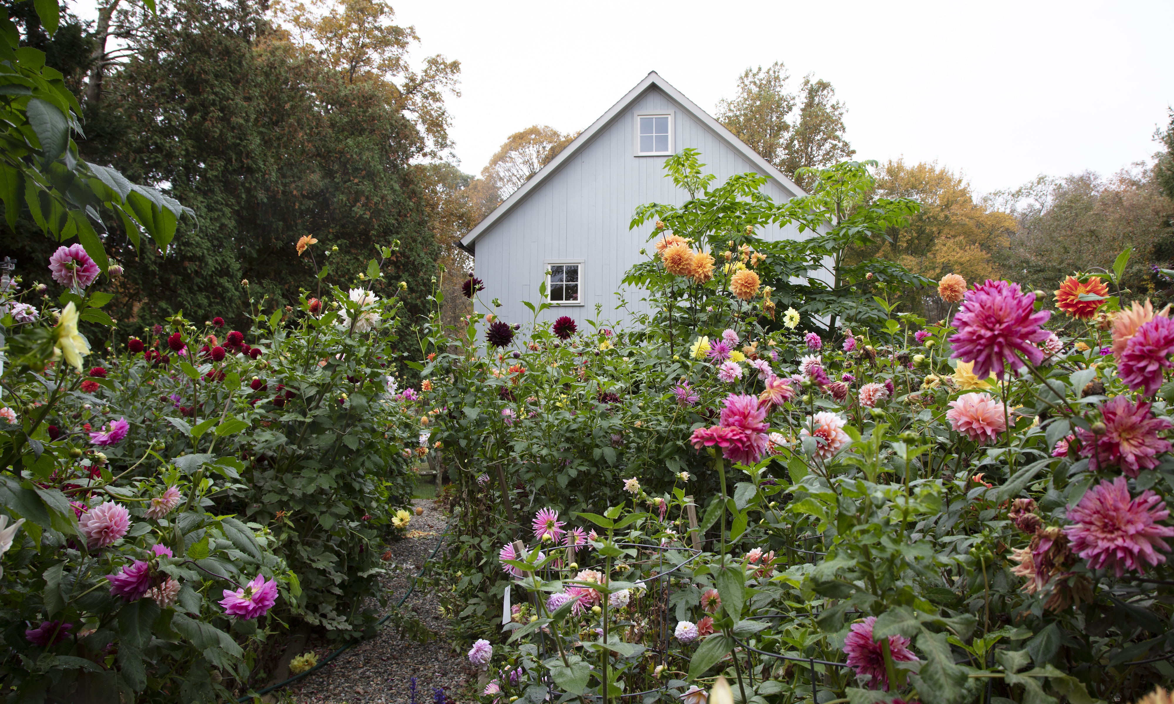Le jardin de Frances Palmer plein de dahlias avec la maison en arrière-plan