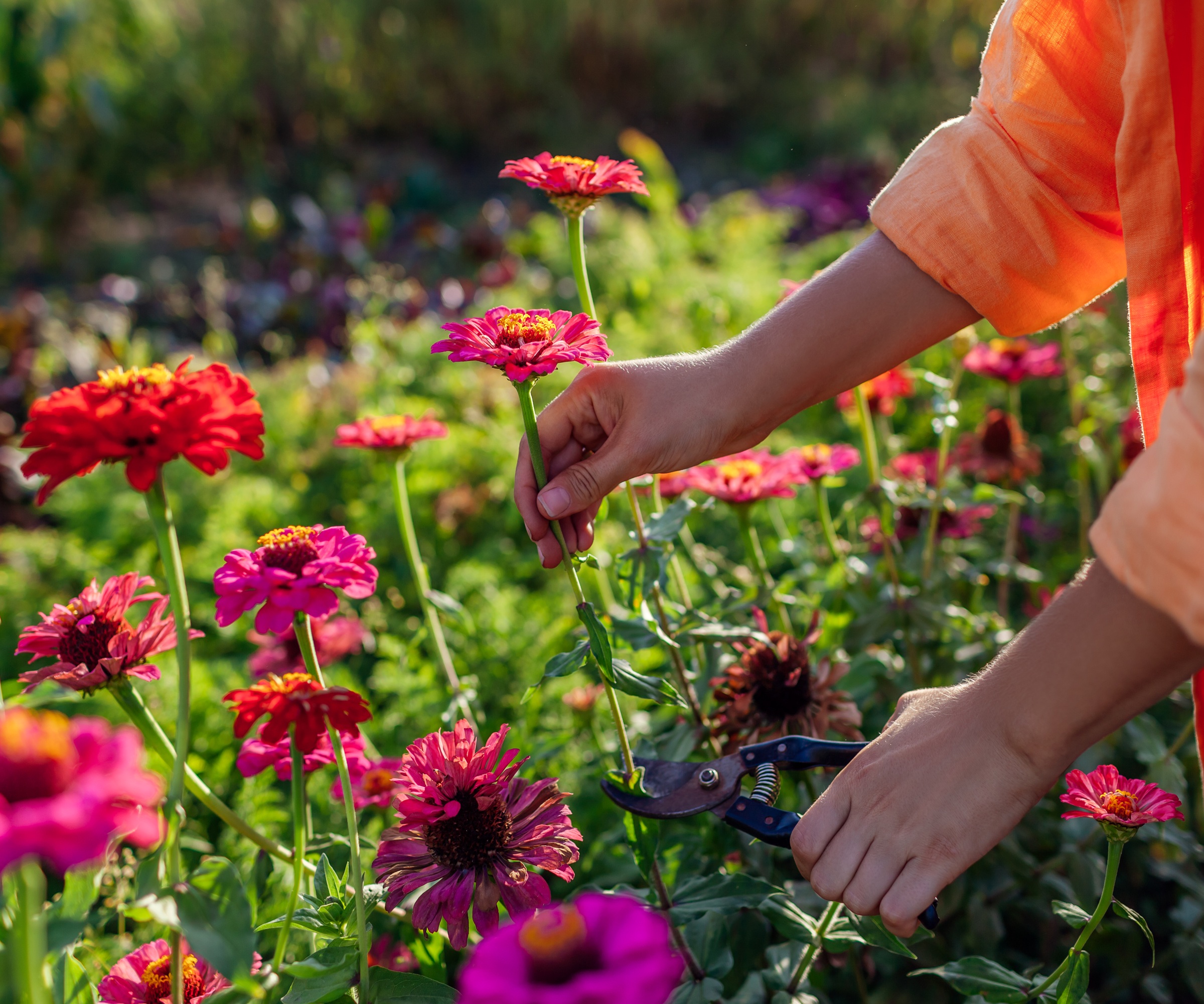 Couper les zinnias, couper le jardin