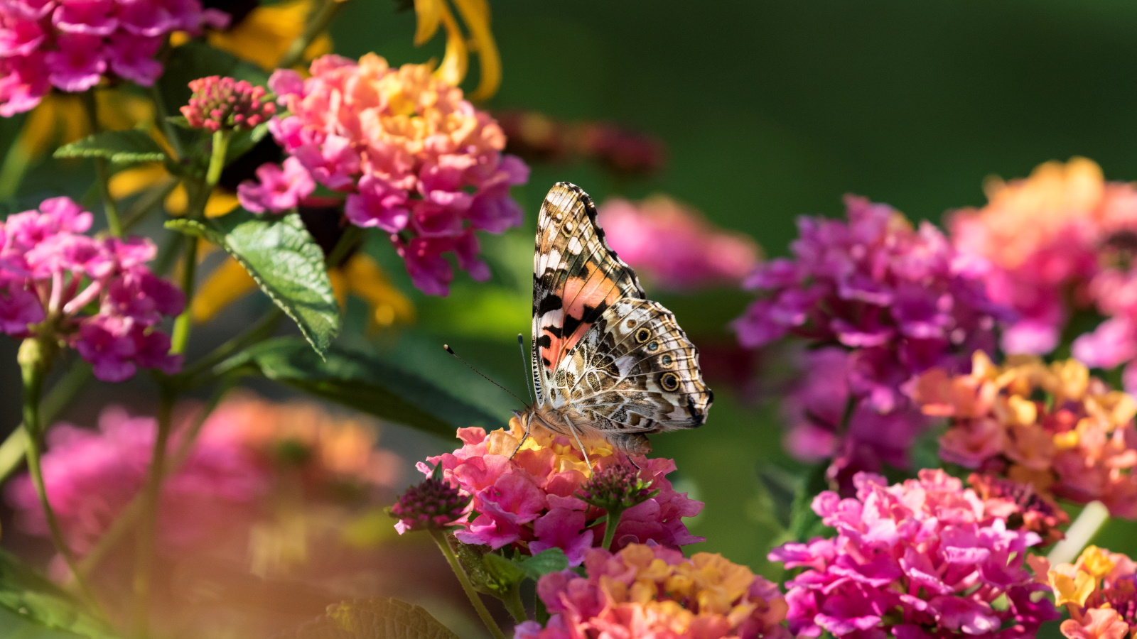 Lantana aux fleurs roses et papillon