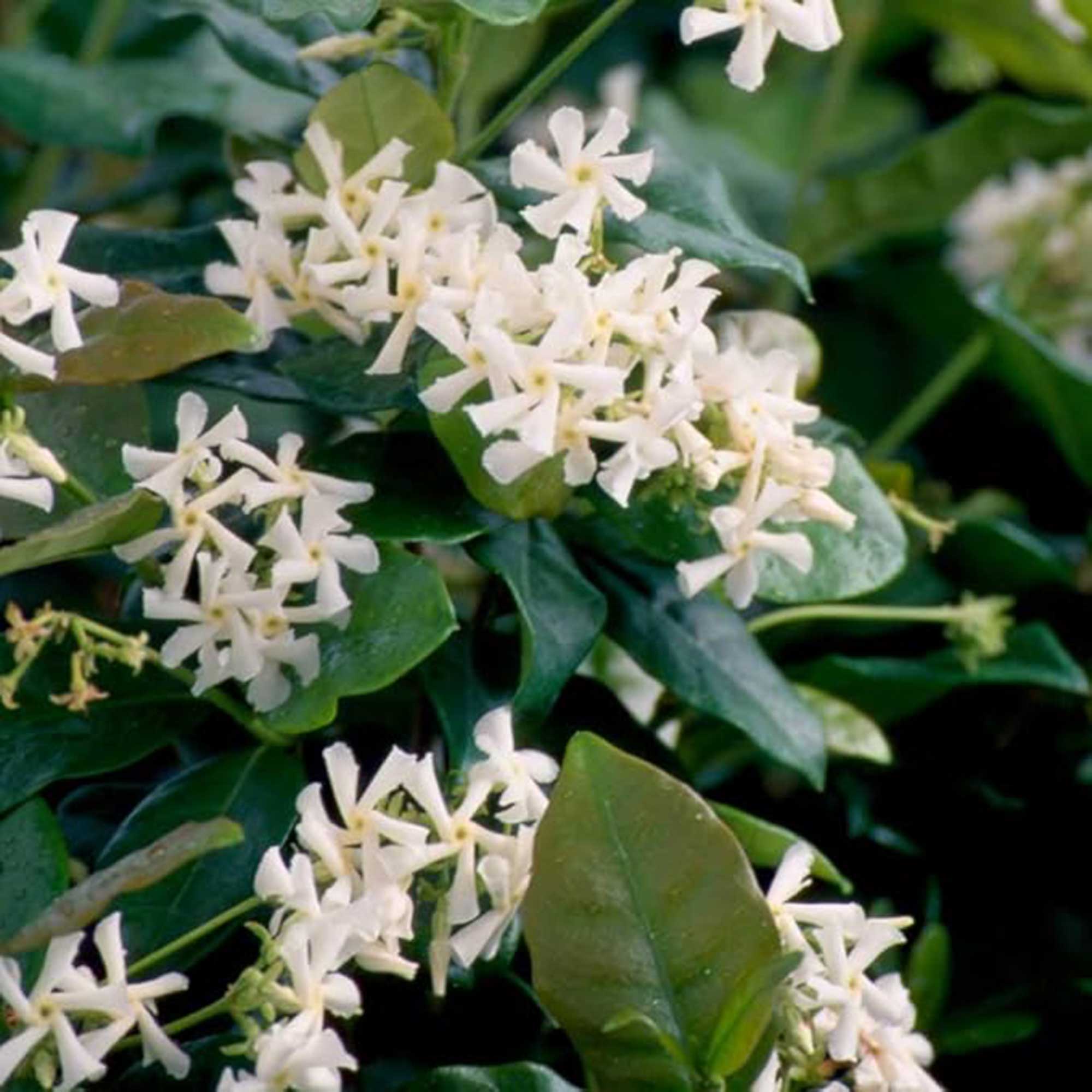 jasmin étoilé de Plants by Mail