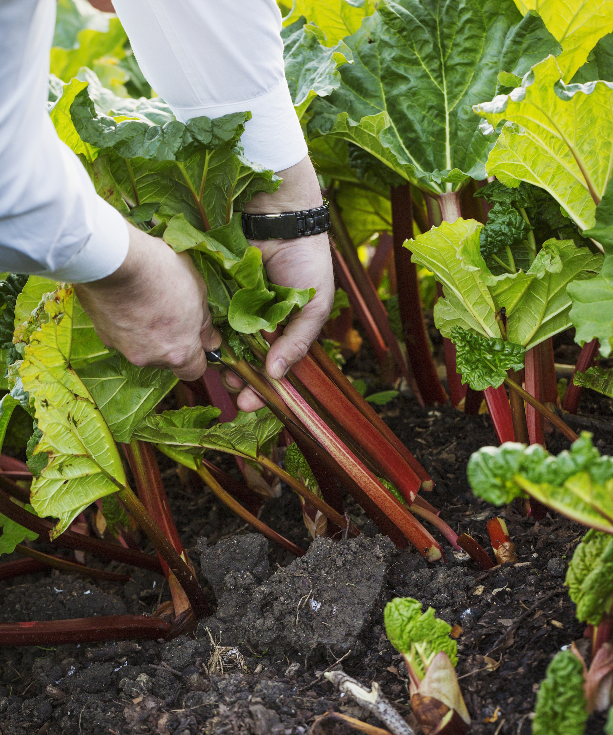 Un jardinier arrache les tiges de rhubarbe pour les récolter