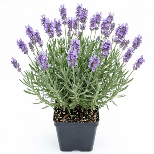 Plante vivante de lavande anglaise dans un pot de 5 pouces, herbe de lavande pourpre parfumée pour jardin extérieur intérieur, plante à fleurs vivaces
