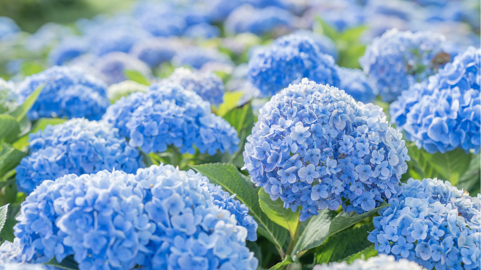 Champ d'hortensias bleus