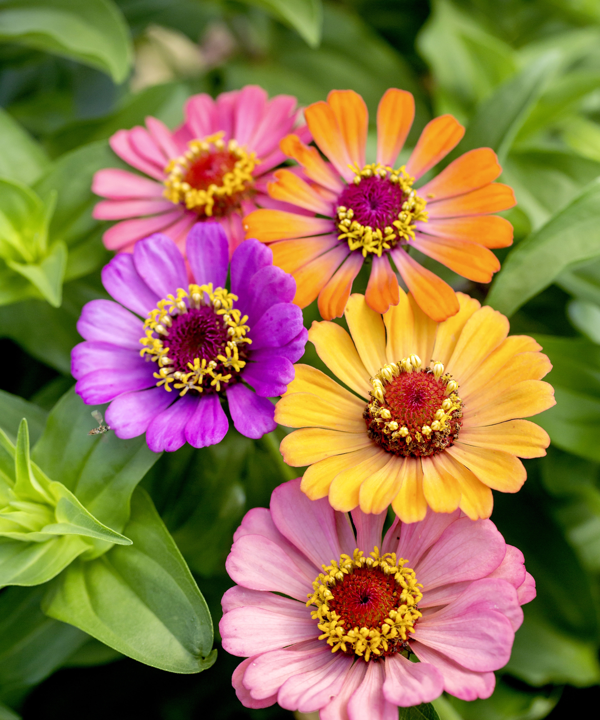 Plantes Zinnia Molotov fleurissant dans des tons de violet, rose, jaune et orange