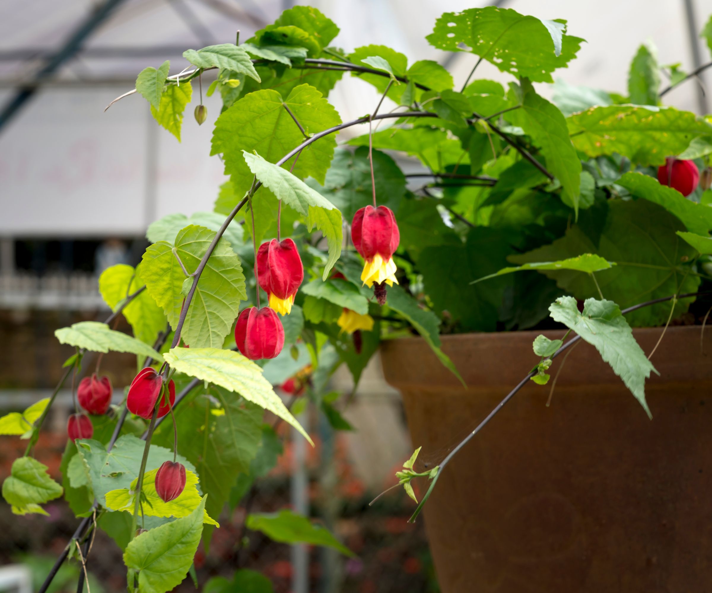 Abutilon megapotamicum (Érable à fleurs) en pot