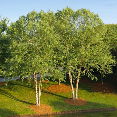 Bouleau de rivière du patrimoine
