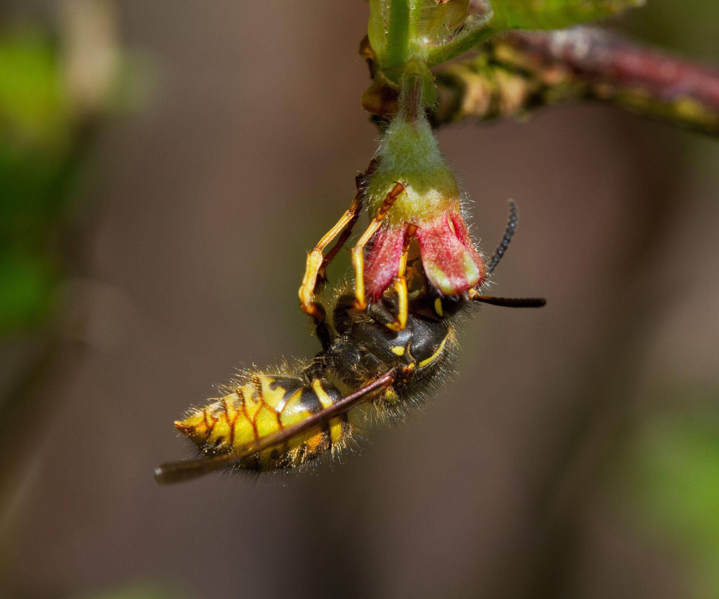 Une guêpe jaune sur une petite fleur rose et jaune