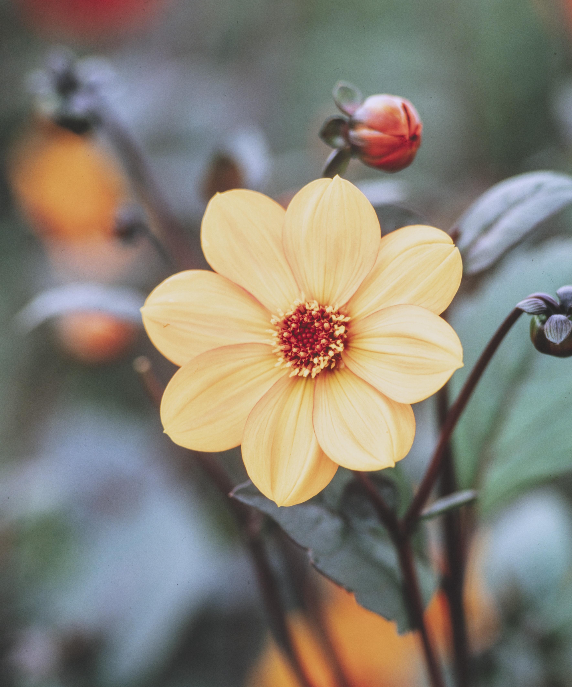 Une fleur de dahlia orange clair et des bourgeons de près