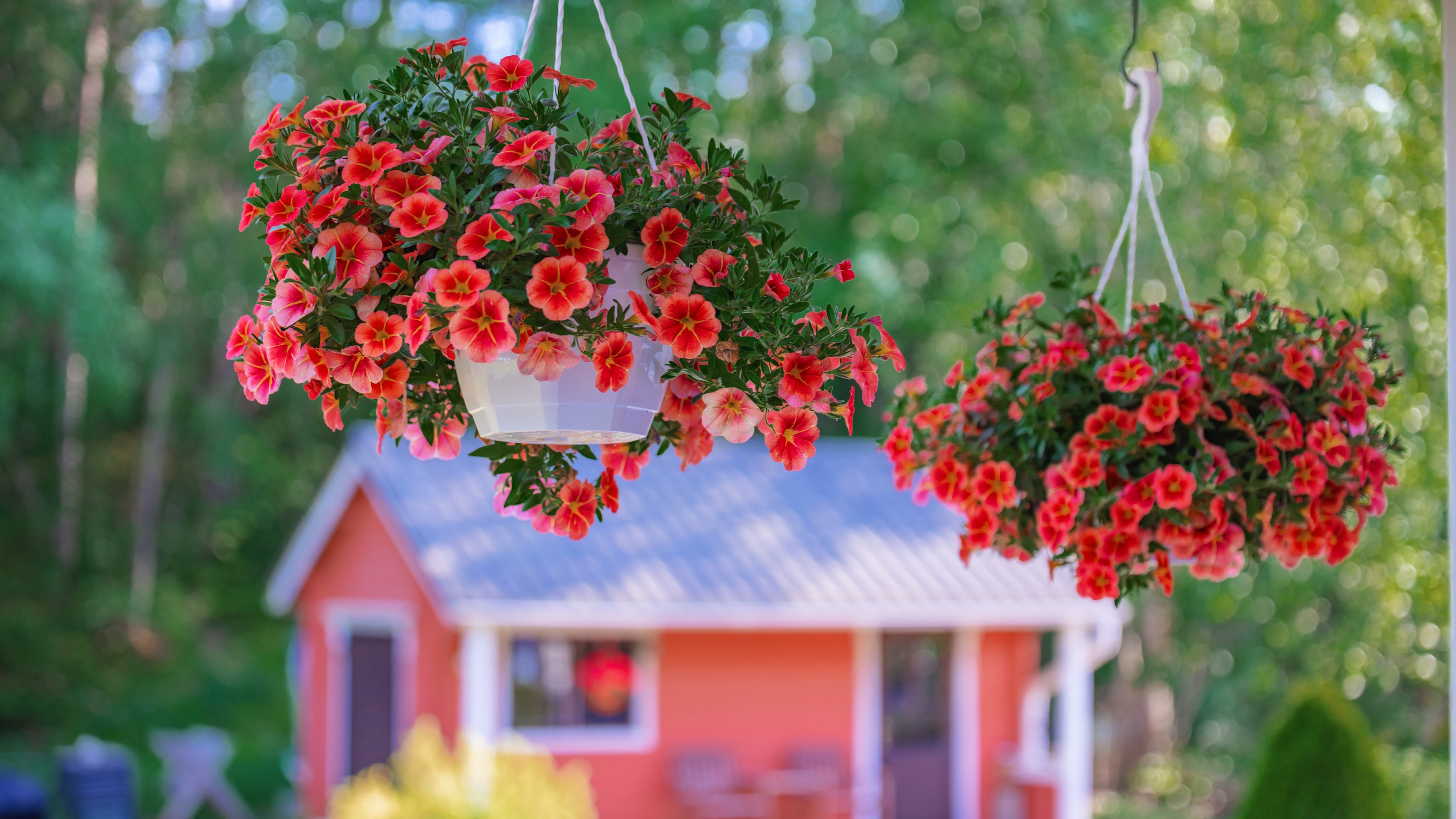 Paniers suspendus remplis de fleurs de corail, avec une petite maison peinte en corail en arrière-plan