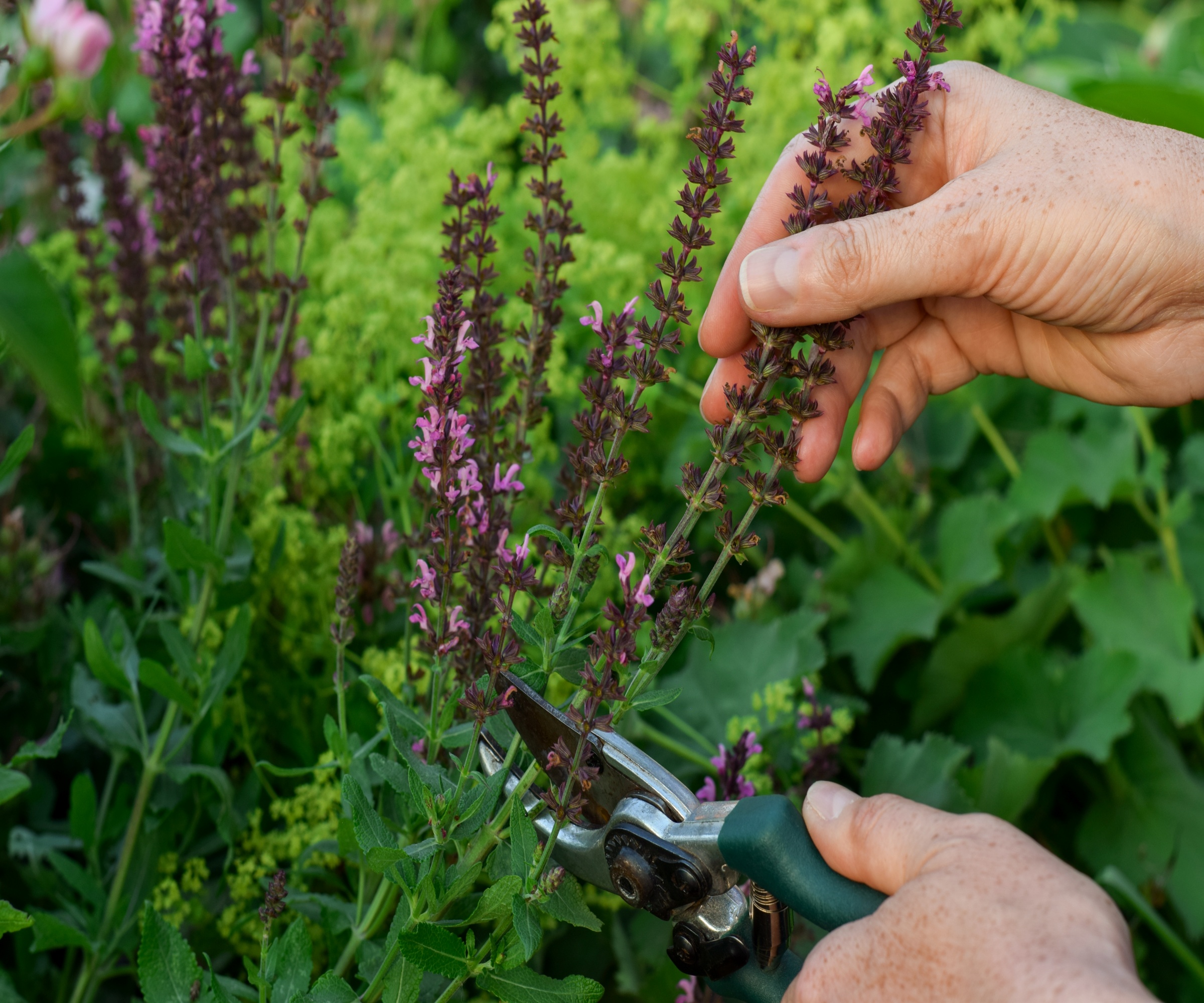 Deadheading une salvia avec des sécateurs