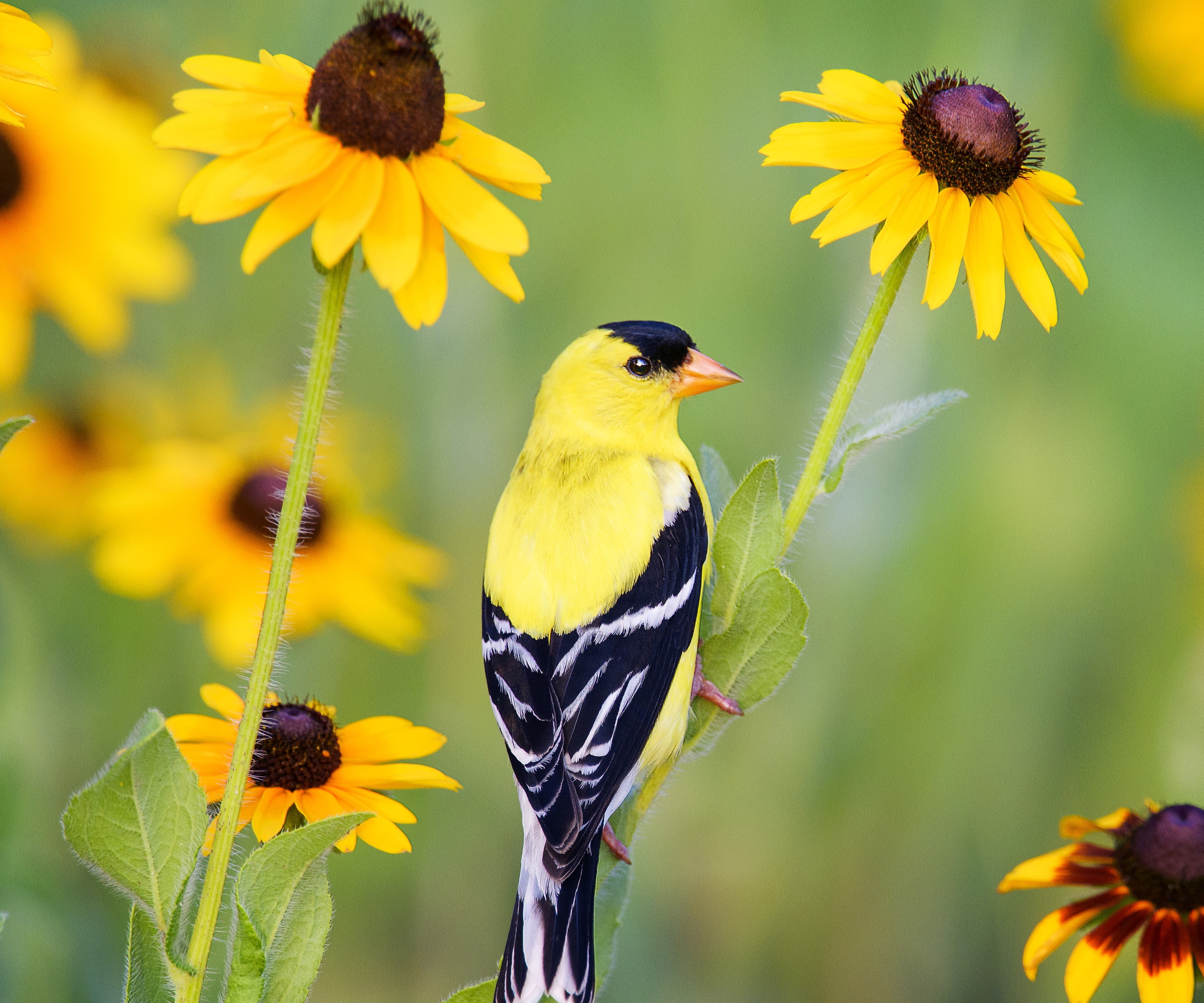 Chardonneret jaune assis au sommet des fleurs de rudbeckia dans un pré