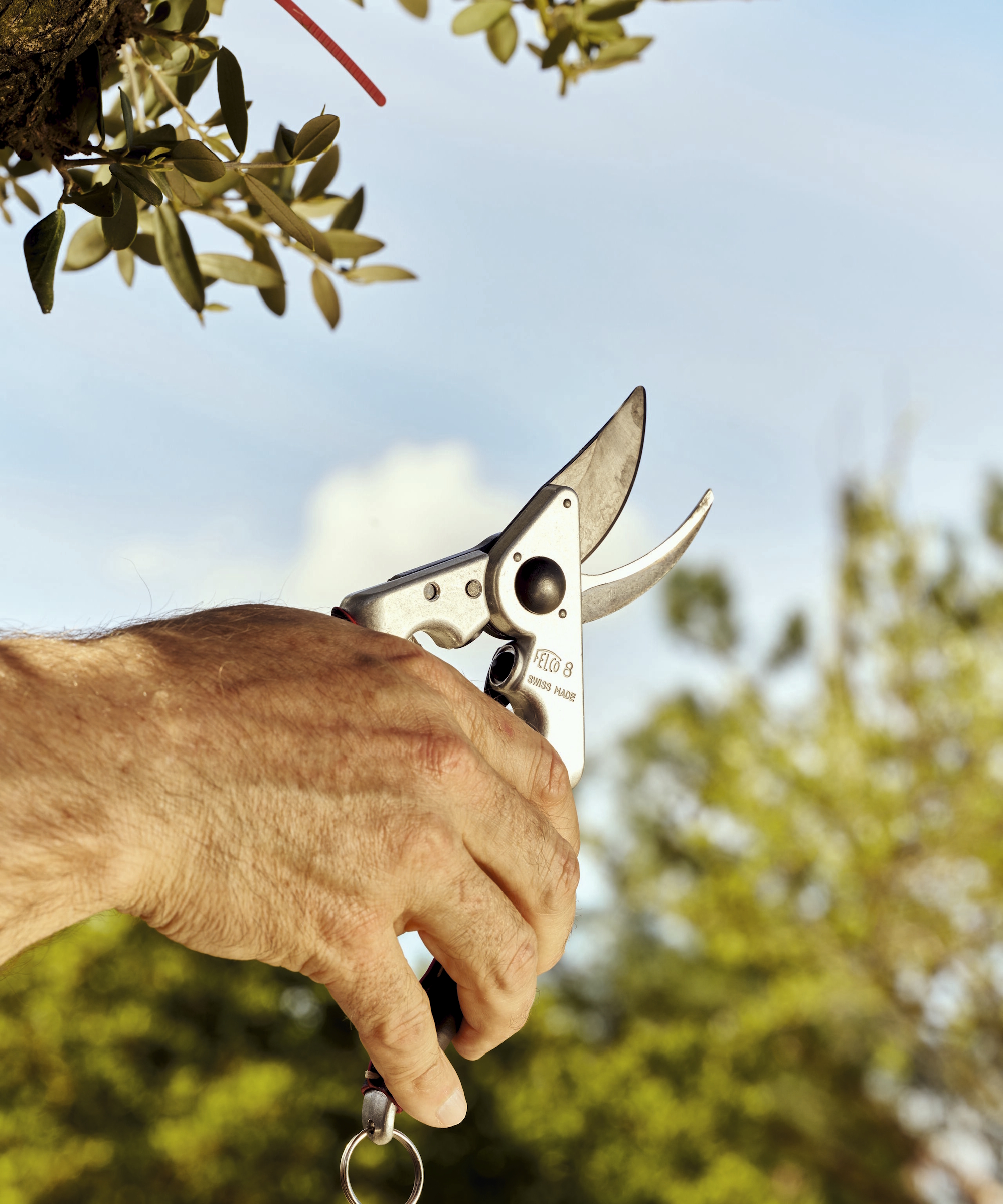 Un jardinier tient une paire de sécateurs Felco 8 Elite contre un ciel bleu