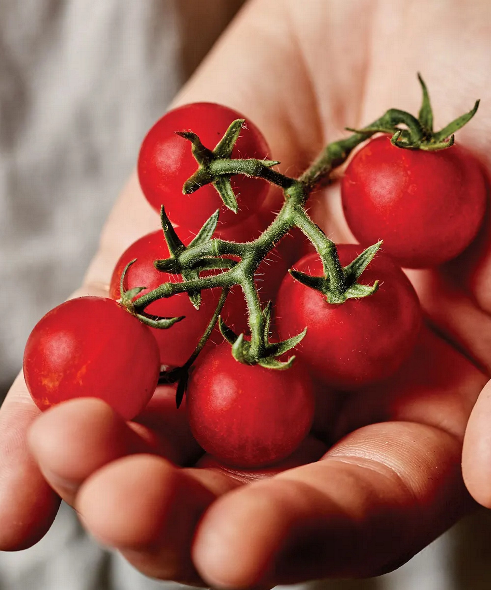 Variété de tomate hybride rouge Veranda