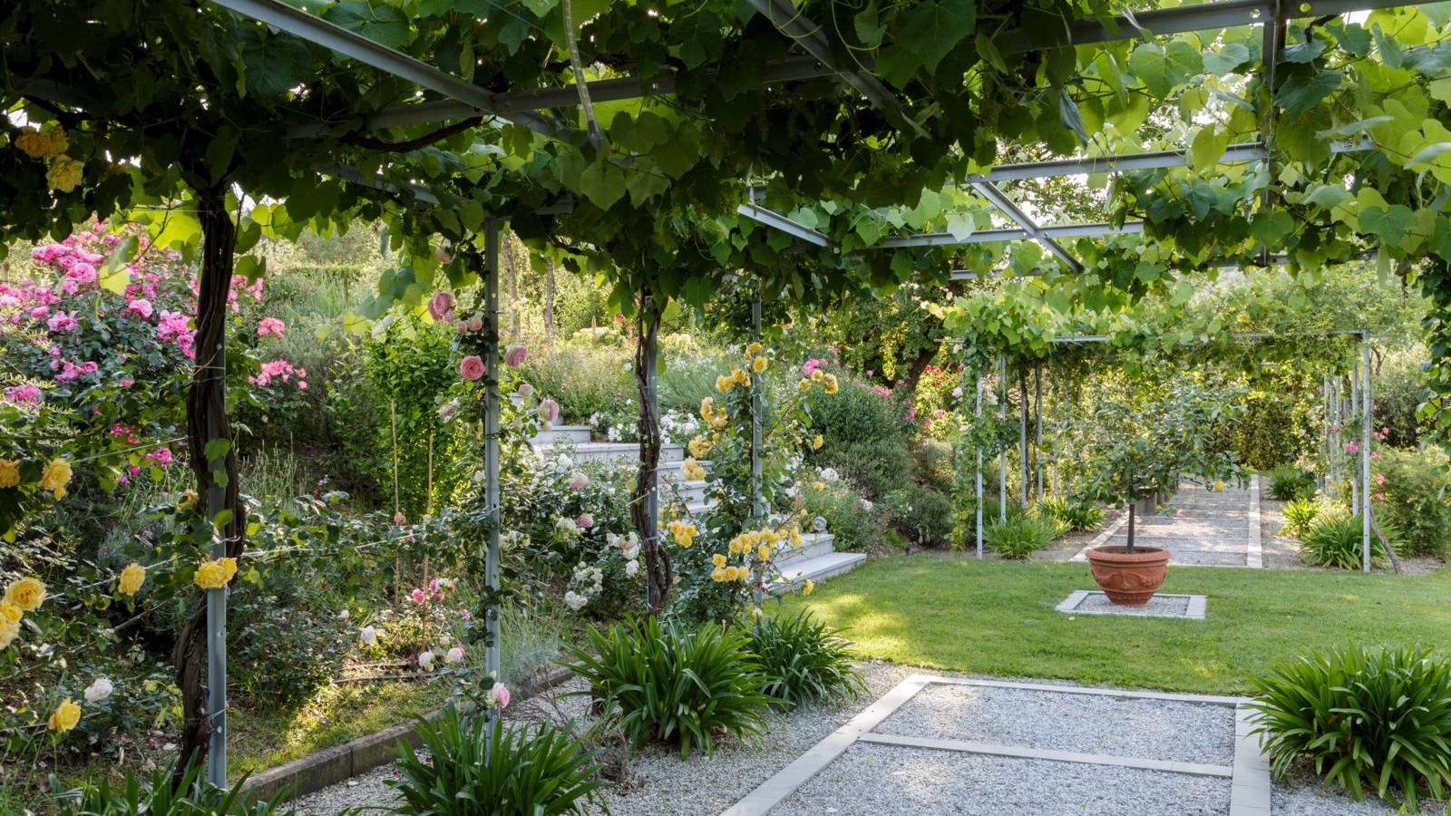 Grimpeurs sur pergola dans un jardin. Arbre en pot au milieu