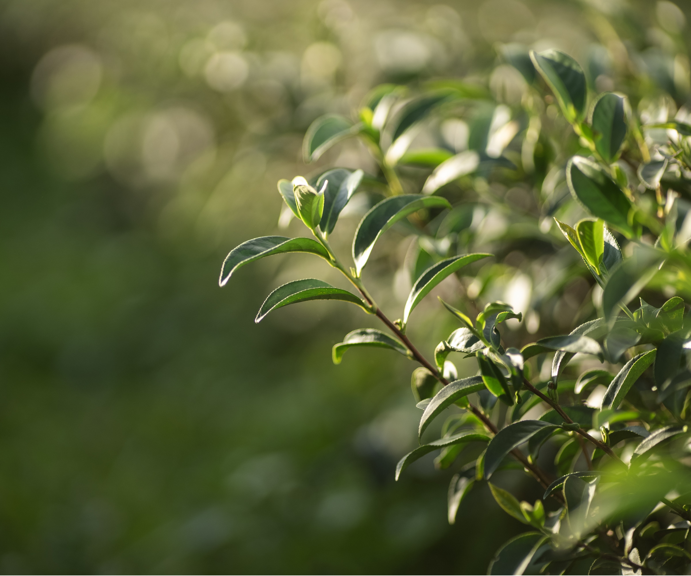Feuilles de ficus