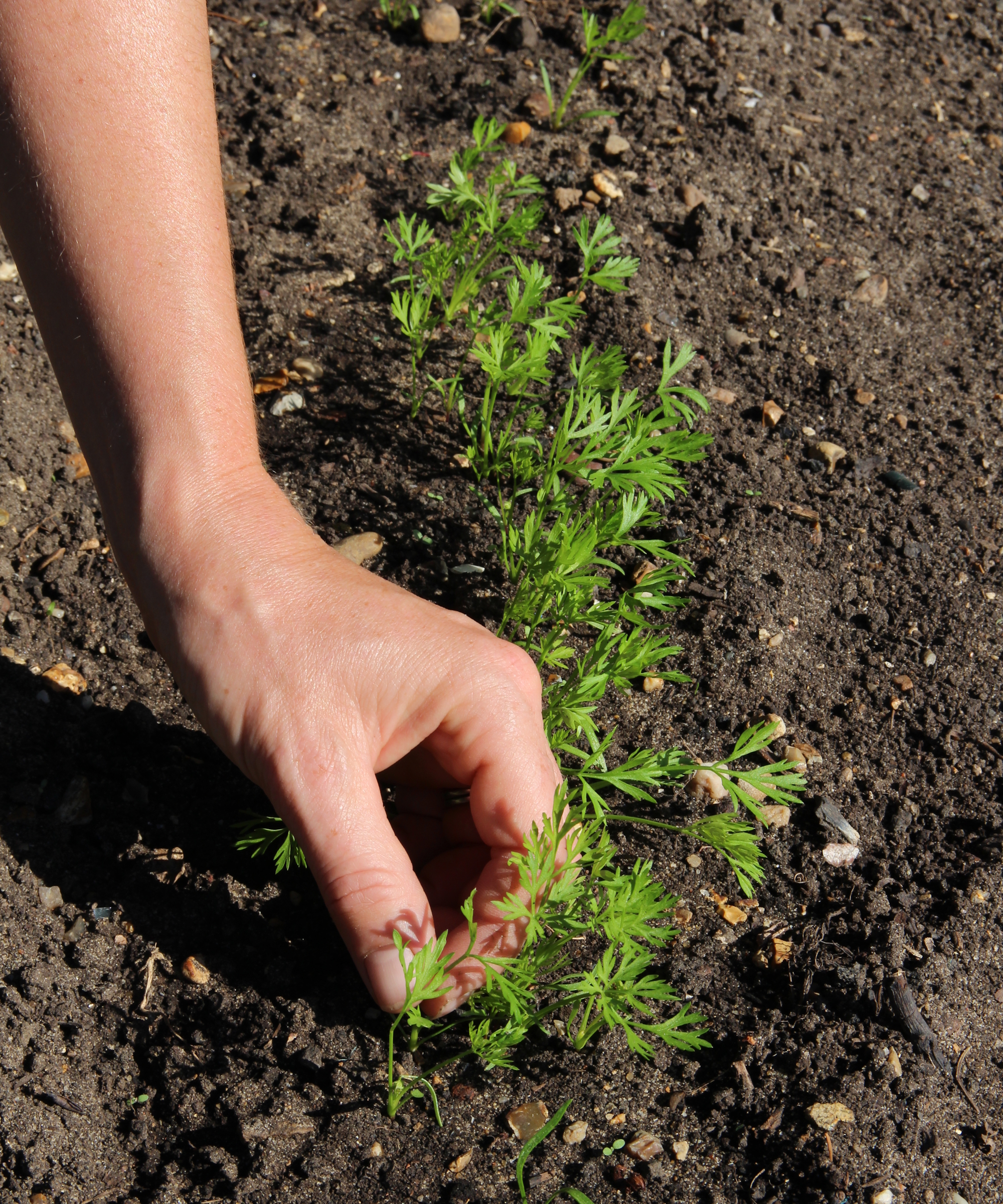 Un jardinier éclaircit à la main les plants de carottes