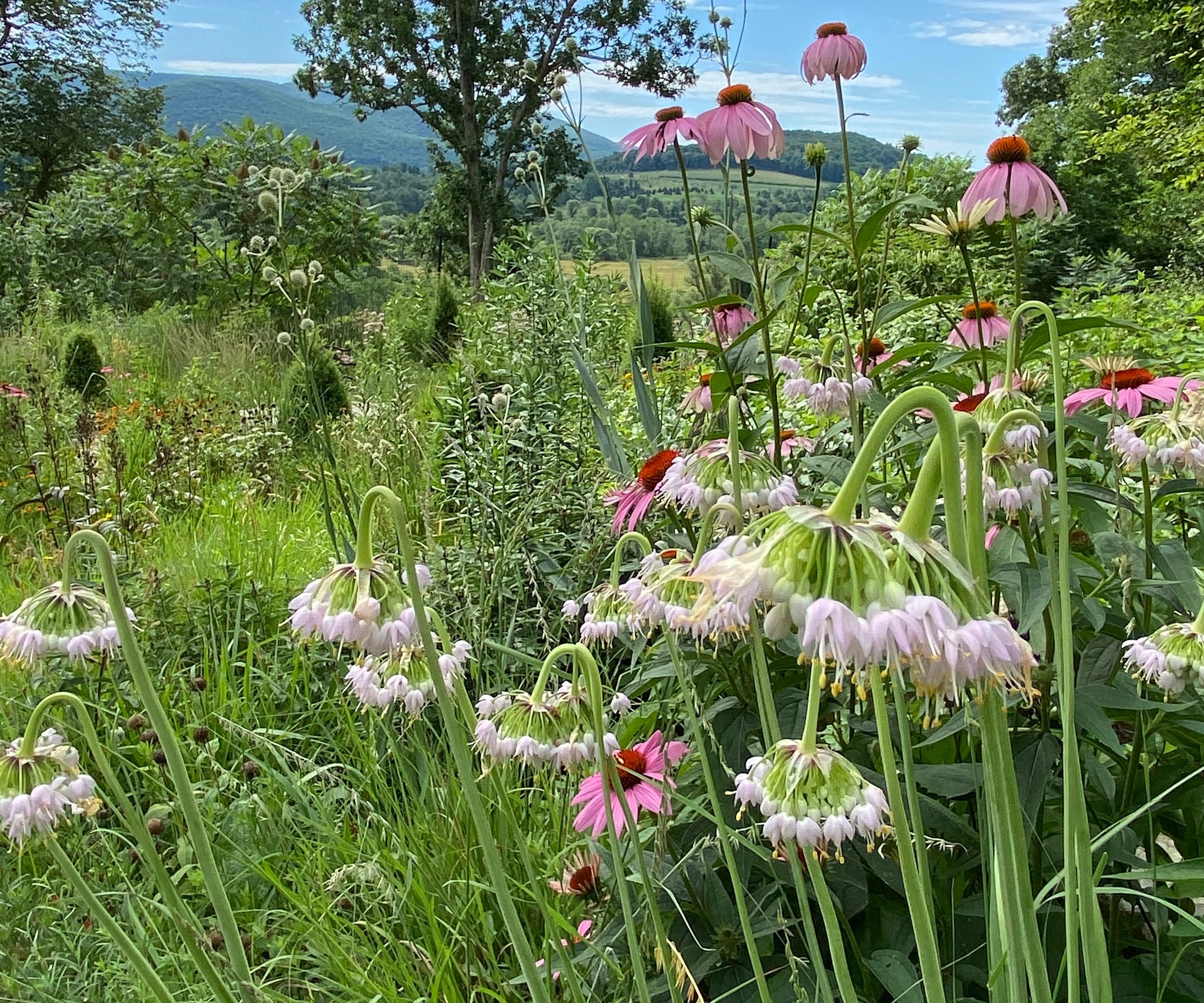 jardin avec graminées, ombelles, tiges hautes et « transparent » ; plantation