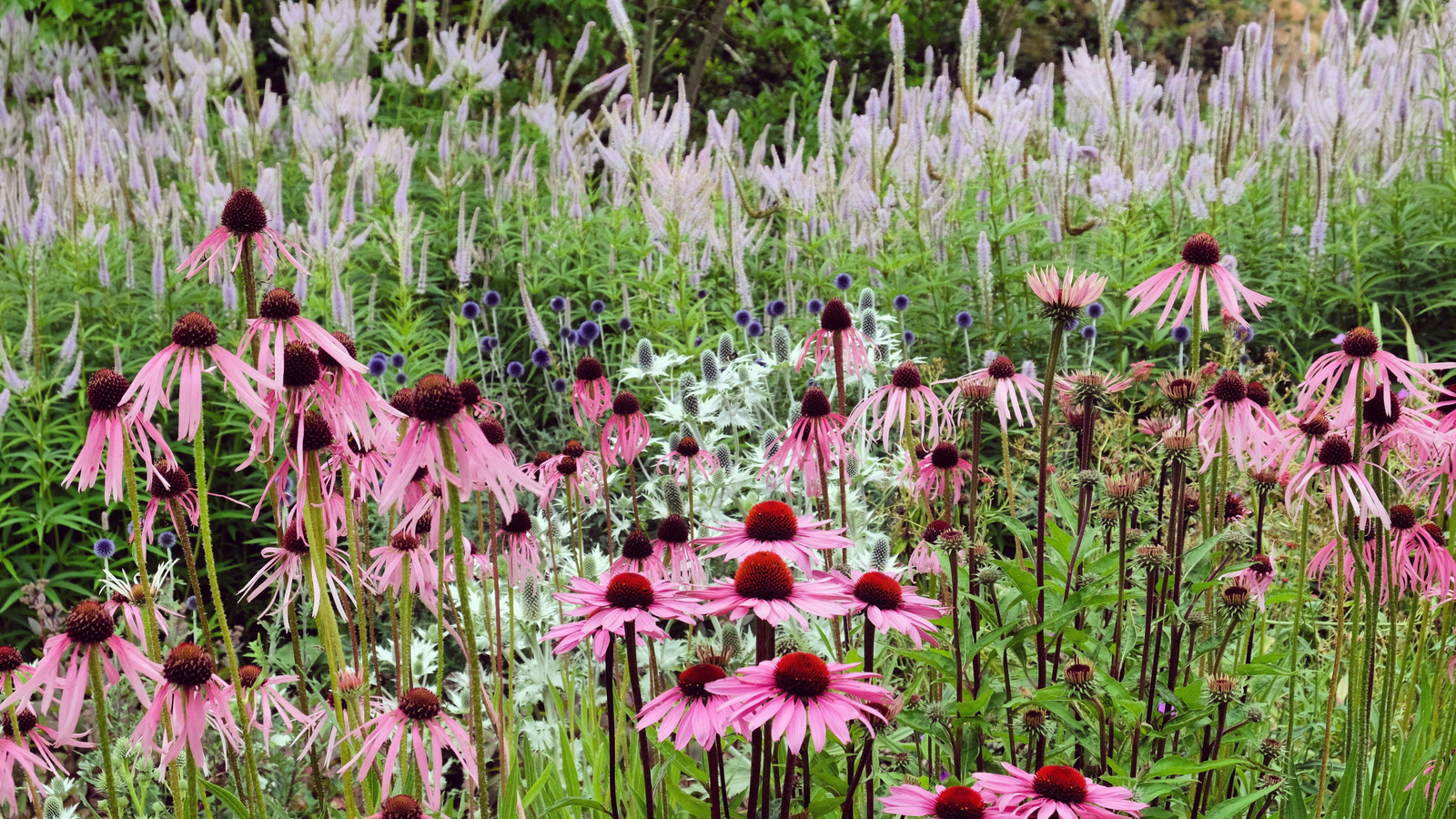 échinacée en fleur dans un cadre naturaliste