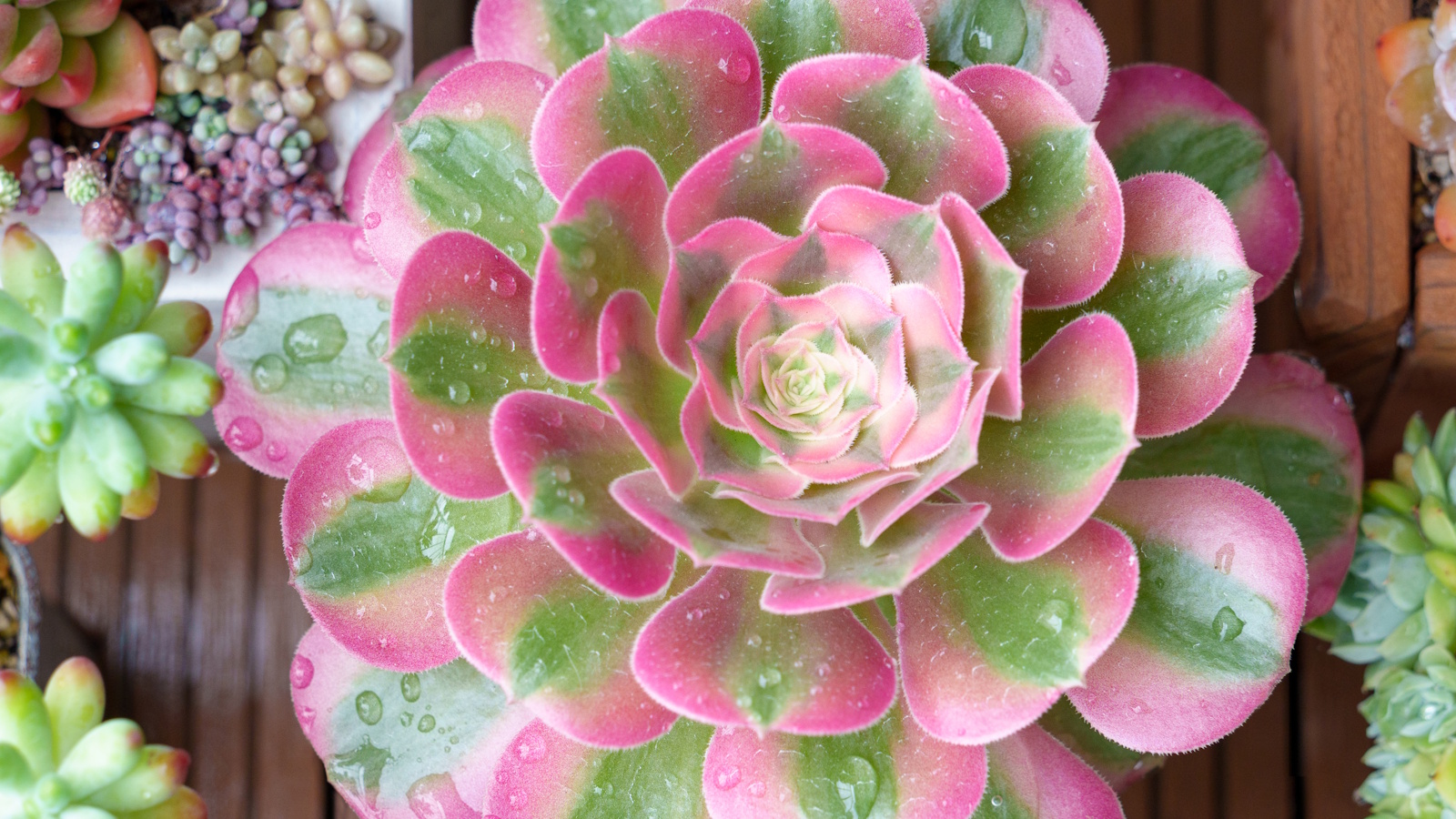 'Sorcière rose' aeonium succulente