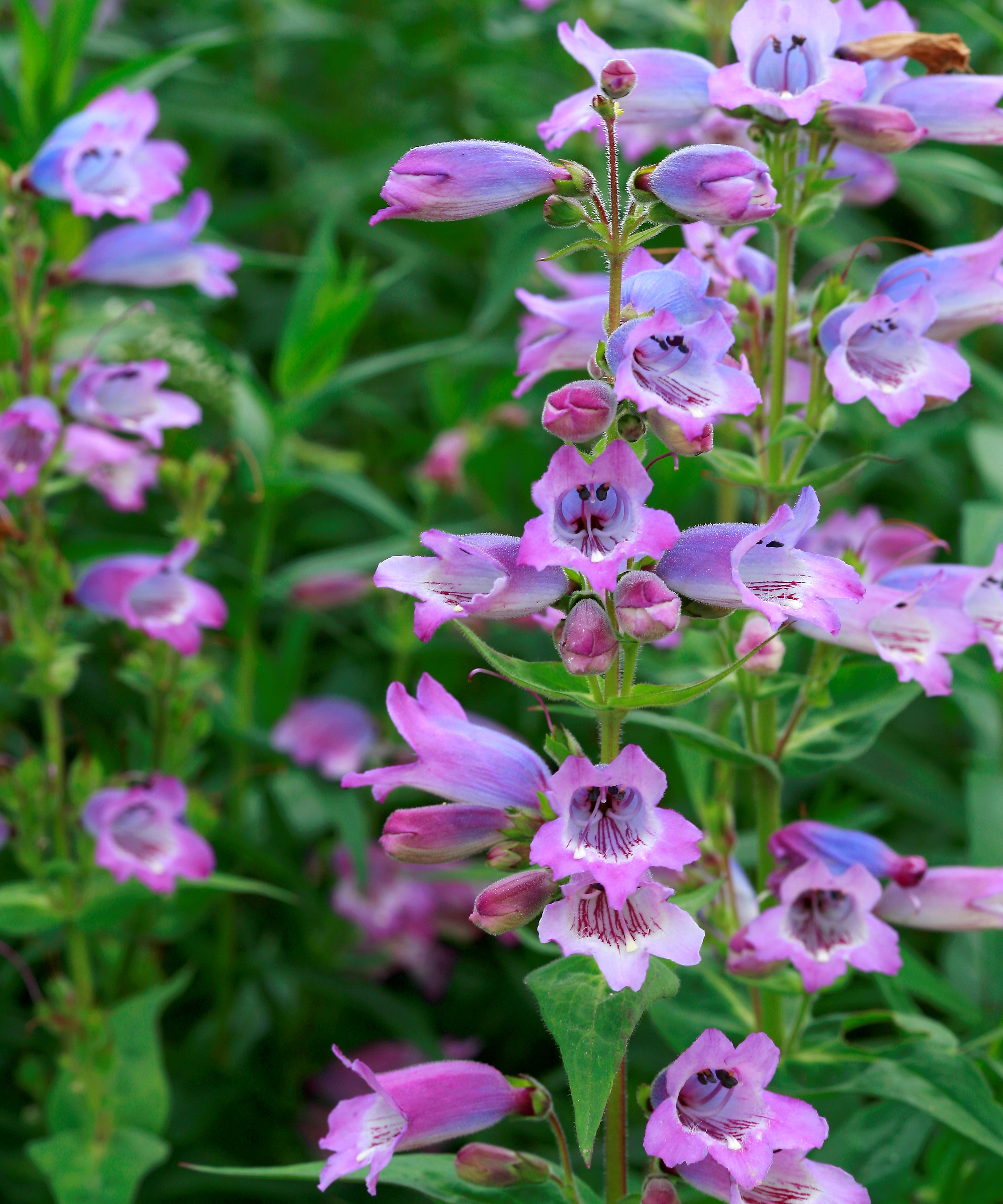 Fleur de Penstemon, Plantes qui attirent les abeilles suite au nouveau passe-temps apicole de Kate Middleton
