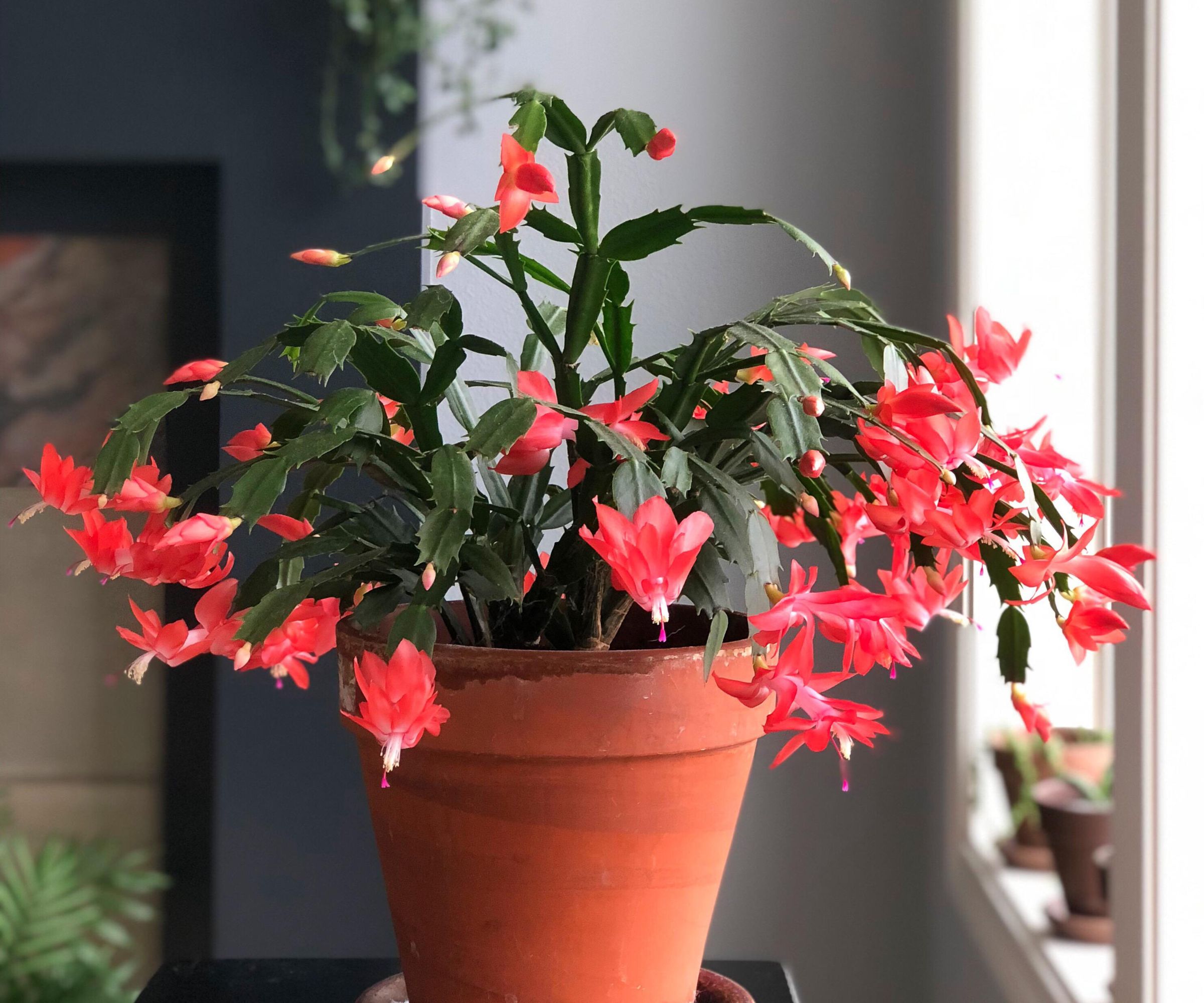 Un cactus de Noël en fleurs avec des fleurs rouges dans un pot en terre cuite