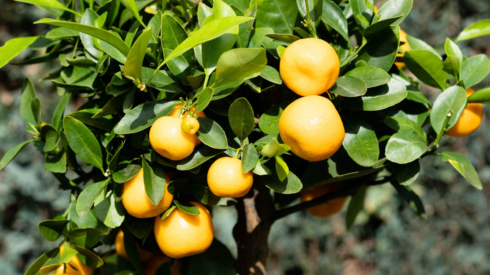 Une récolte d'oranges sur un arbre