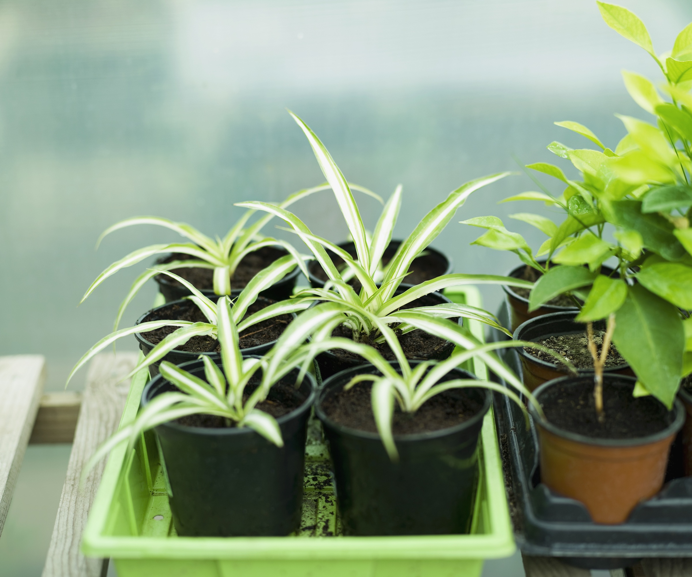 jeunes plantes araignées mises en pot