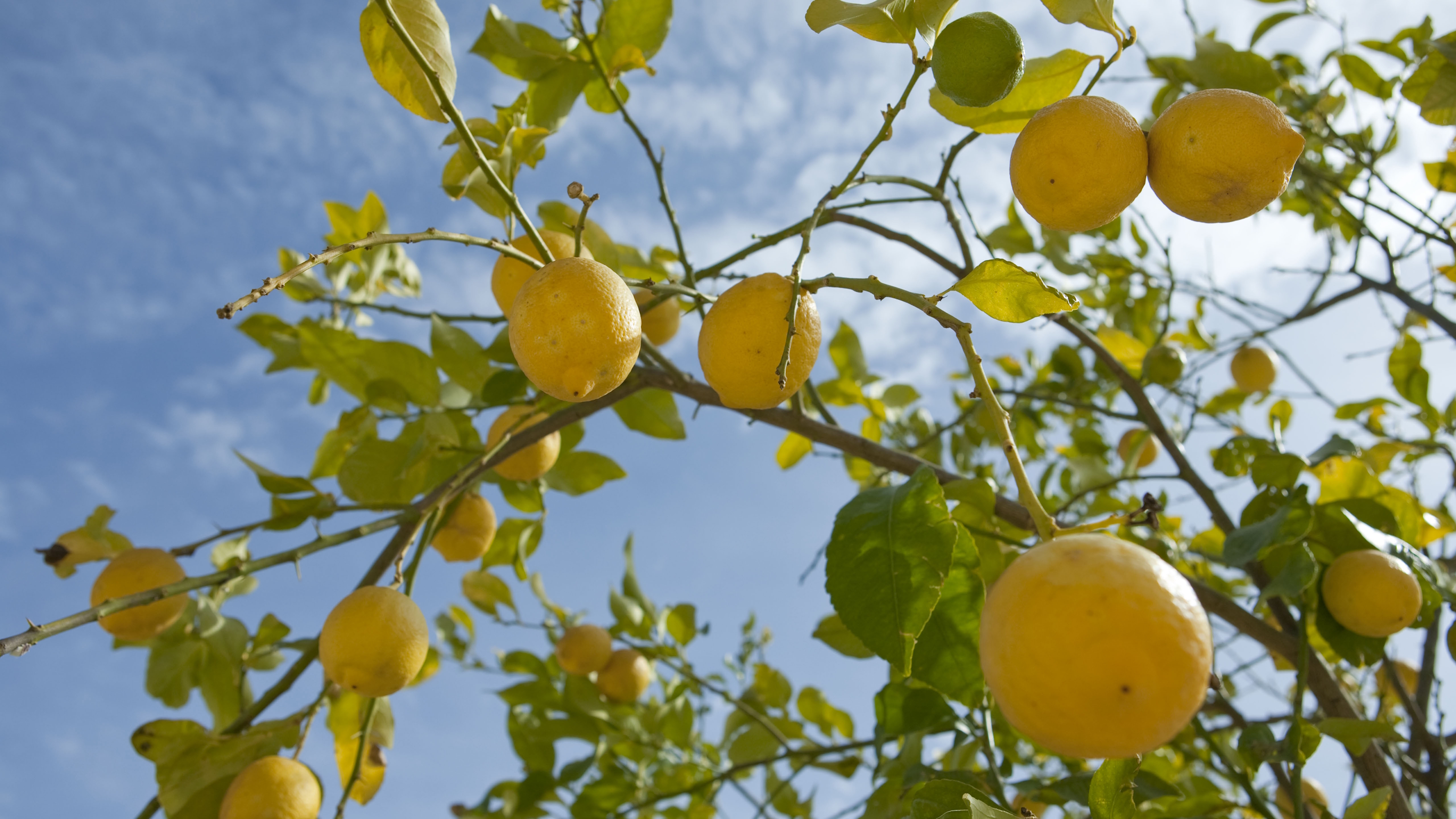 Un grand citronnier est couvert de fruits jaunes par une journée ensoleillée