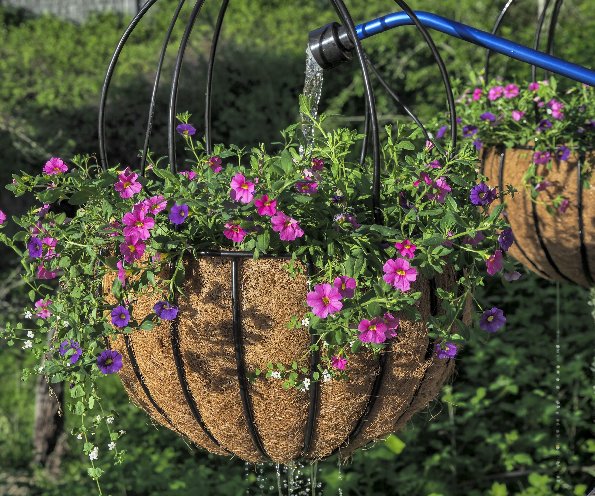 Calibrachoa rose (Noa Mega) et Violet (Noa Blue Legend) Calibrachoa part de bouchons dans un panier suspendu.