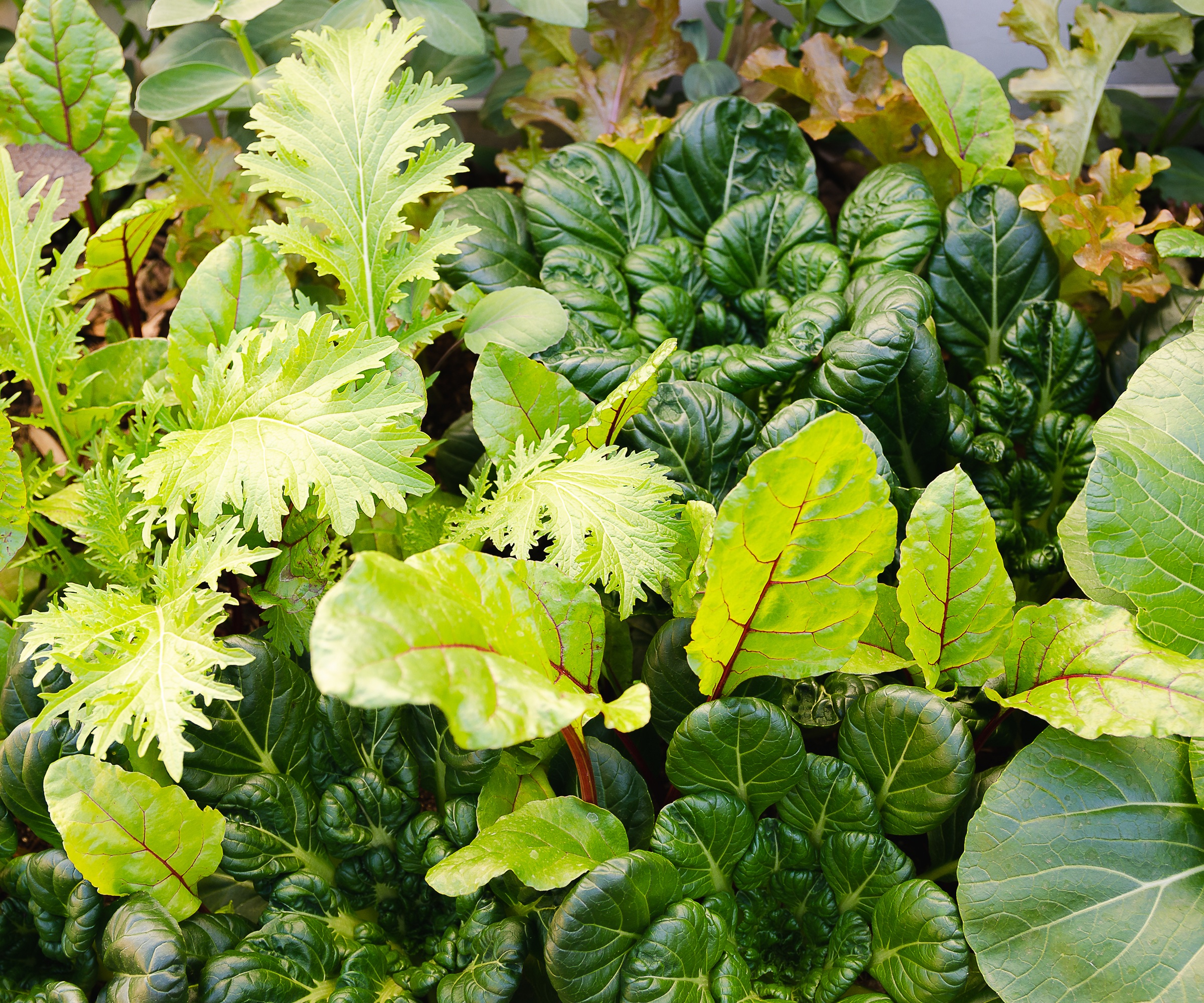 Feuilles de salade d'hiver mélangées