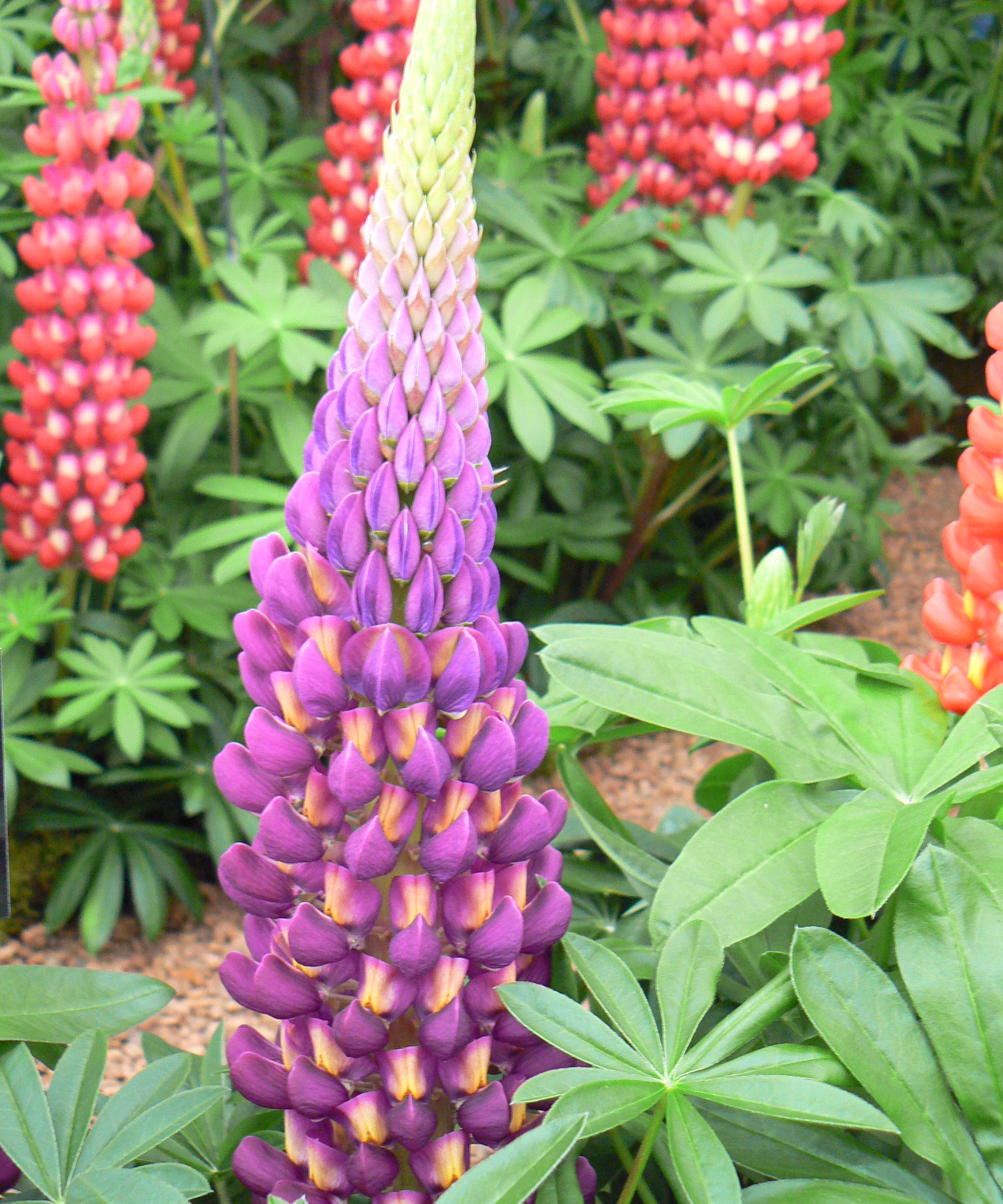 Lupins violets et rouges en fleur