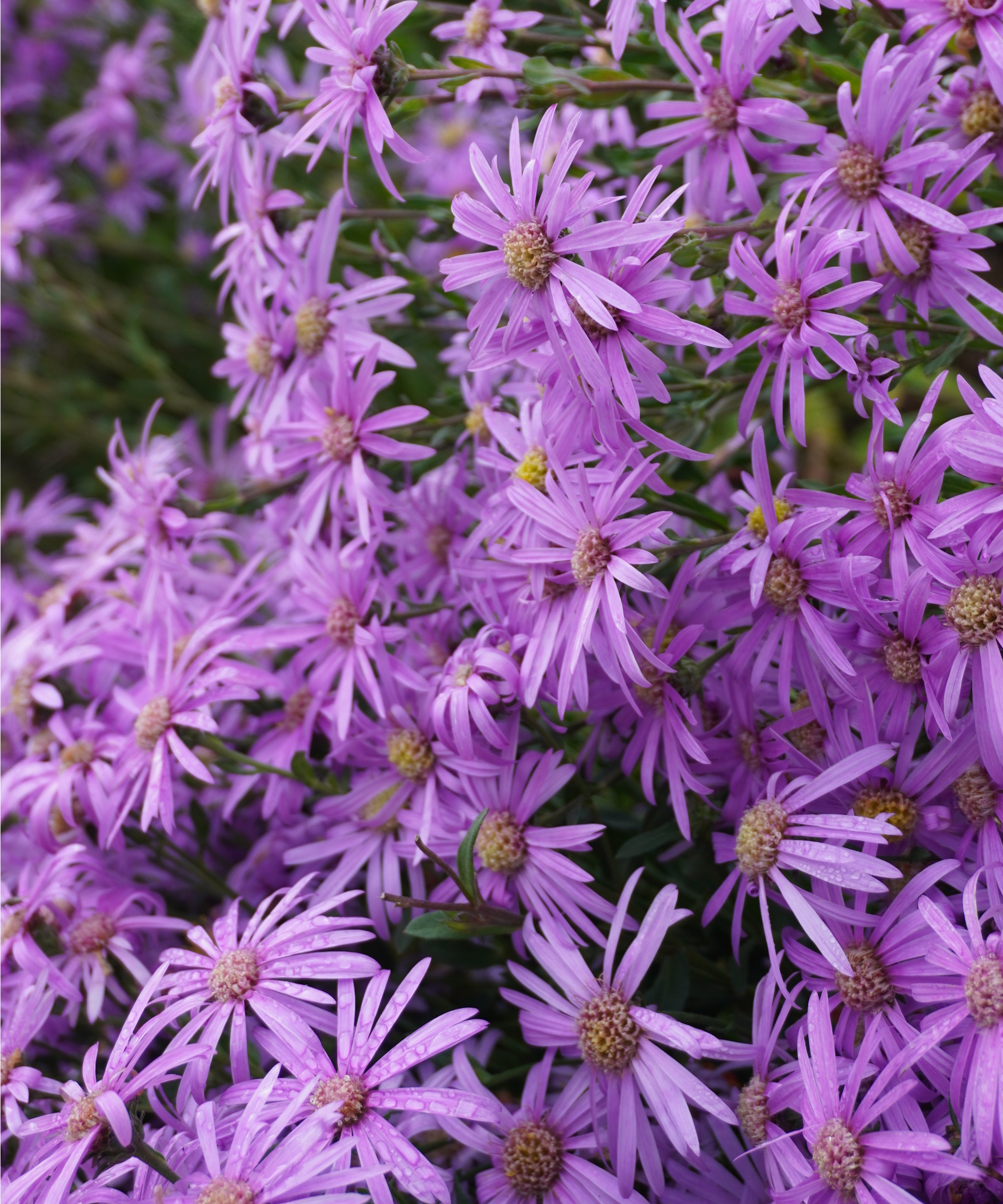 Asters violets