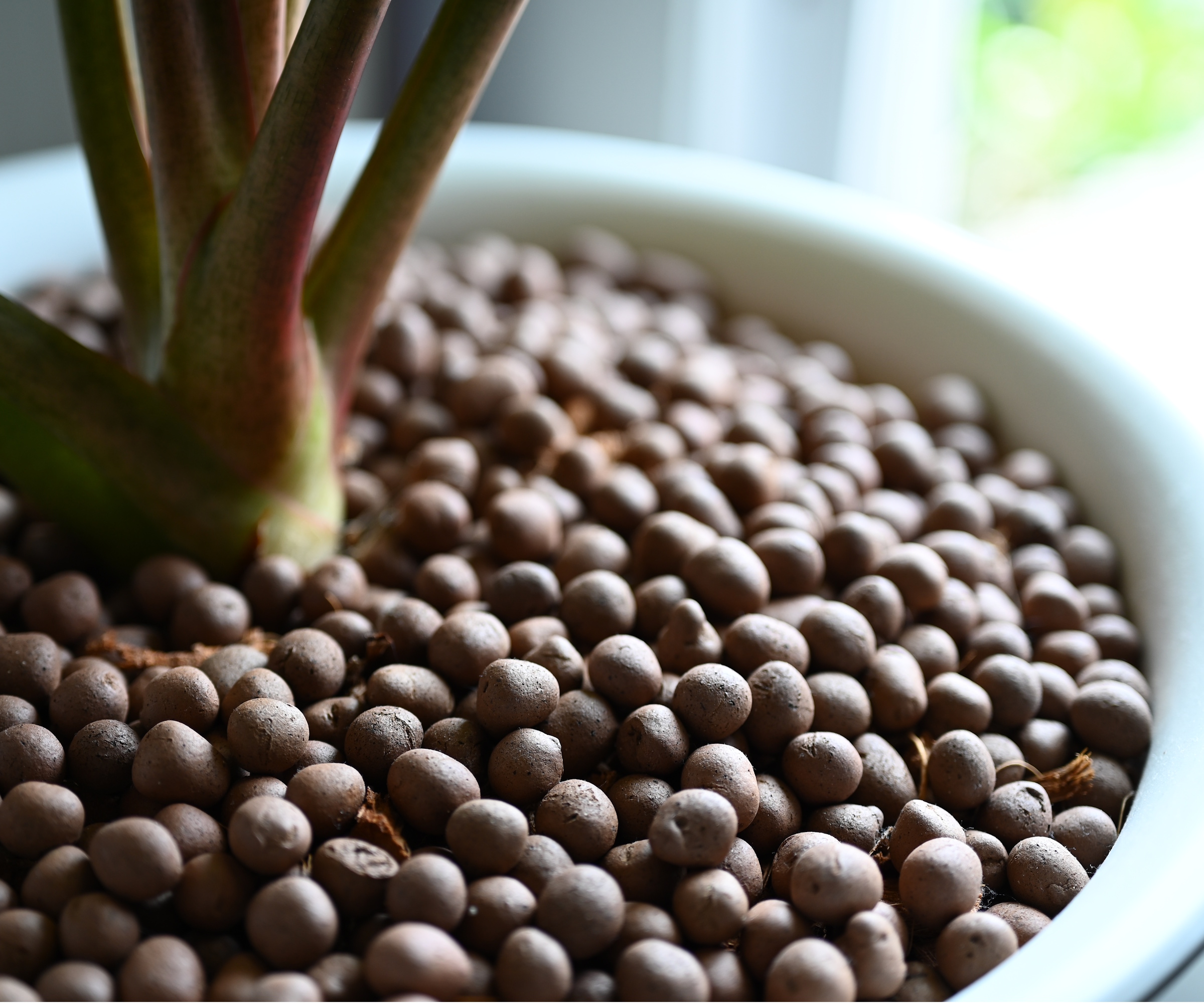 Boules LECA dans un pot de plante d'intérieur