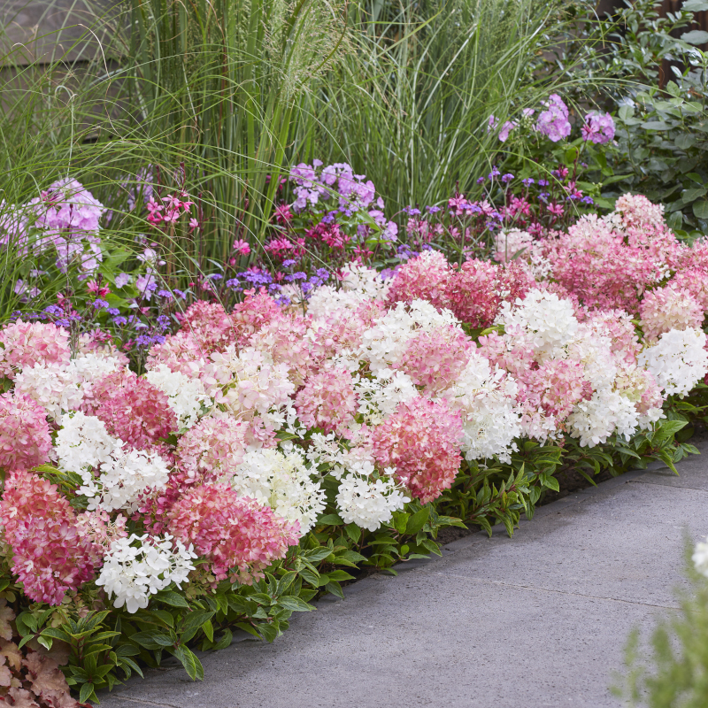 Pionnier&reg; Blush&commerce; Hortensia