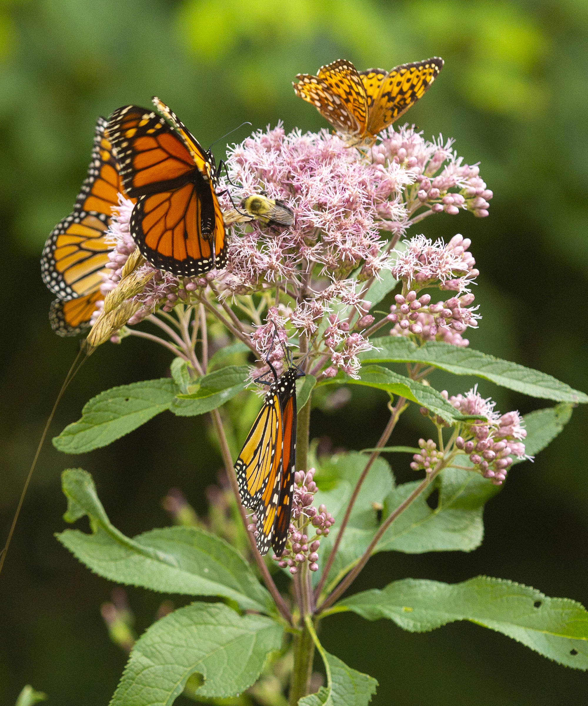 Papillons sur l'herbe Joe Pye